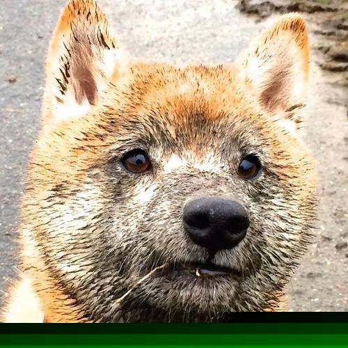 金球先生与三分雨，当库里在2026世界杯决赛投出那记三分